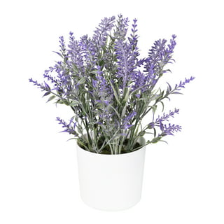 116 PCS Mix Dried Eucalyptus with Lavender Flowers Bundles for Shower 17  Natural Real Live Eucalyptus Leaves Greenery Stems & Aromatic Shower Plant  for Flower Arrangement ,Bathroom，Home Decor 