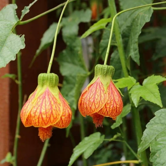 Orange Tiger Abutilon Plant, Chinese Lantern Plant from 4 to 8 Inch, Ideal for Outdoor Garden