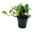 thumbnail image 4 of BubbleBlooms Scindapsus Treubii Moonlight Pothos, Sterling Silver Plant, 4 inch Pot, 4 of 6
