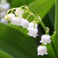 thumbnail image 4 of Lovely Lily of the Valley Flowers - 8 Bulbs - Attracts Butterflies, Bees & Hummingbirds- Petite White Fragrant Flowers - Spring Garden Perennial, 4 of 6