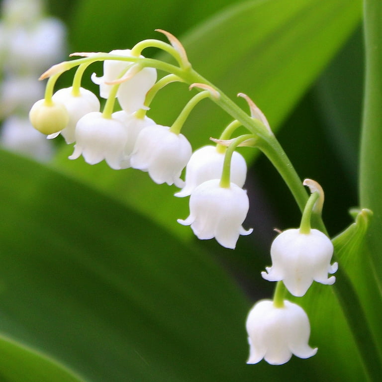 Perennial Spring-Summer Blooming Lily of the Valley Flowers - 8