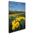thumbnail image 2 of Trademark Fine Art 'Methow Valley Wildflowers III' Canvas Art by Alan Majchrowicz, 2 of 3