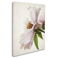 thumbnail image 2 of Trademark Fine Art 'Translucent Peony IV' Canvas Art by Debra Van Swearingen, 2 of 3