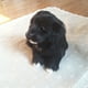 thumbnail image 4 of Muñeco de peluche de perro negro pequeño y bonito simulado para decoración de escritorio de coche o casa, juguete de regalo, tienda para niños, 4 of 4