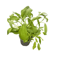 thumbnail image 3 of Garden Sage - Kitchen Sage - Salvia officinalis - 4.33" Pot, 3 of 4