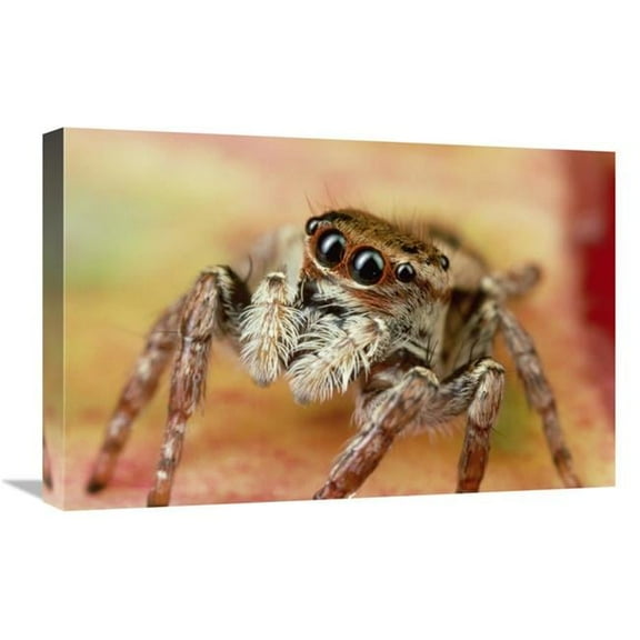 16 x 24 in. Jumping Spider Portrait, Reunion Art Print - Mark Moffett