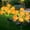 XINBINGSE, variant on Solar Garden Lights Outdoor 2 Pack, 8 Lighting Modes Solar Peony Flower Lights, for Garden Yard Patio Lawn Pathway Walkway Landscape Decoration,Pink