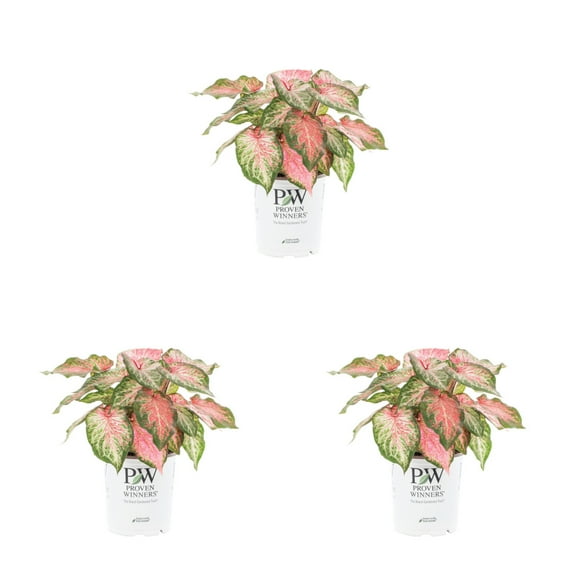 Proven Winners 2QT Green Pink Caladium Live Annual Plant Sun 3-Pack