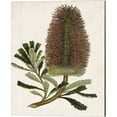 thumbnail image 4 of Metaverse Unknown 'Antique Protea B' Canvas Art (Set of 2), 4 of 4