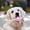 B, variant on Tough Plastic Bone Shaped Pet Chew Toy Teeth Cleaning Interactive Teething Toy For All Size Dogs