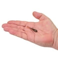 thumbnail image 2 of Berkley PowerBait® Power® Switch, 1.75 in, Green Pumpkin, 2 of 4