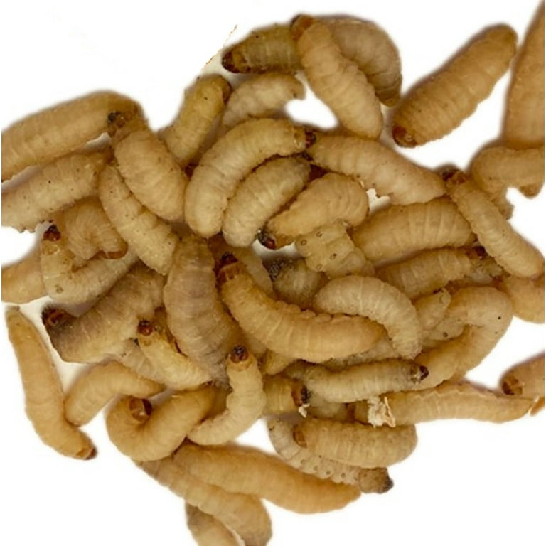 200- 225 Count Live Wax Worms Pet Reptile Food & Fishing Bait Animal  Feeders 