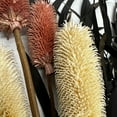thumbnail image 6 of Bergamo Art 20 Inch High Real Preserved Mixed Bouquets Mix 9 in Large, 6 of 10