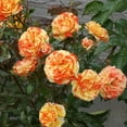 thumbnail image 4 of Heirloom Roses Rose Plant - Oranges 'n' Lemons Colorful Rose Bush, Shrub Roses for Planting Outdoors, 4 of 4