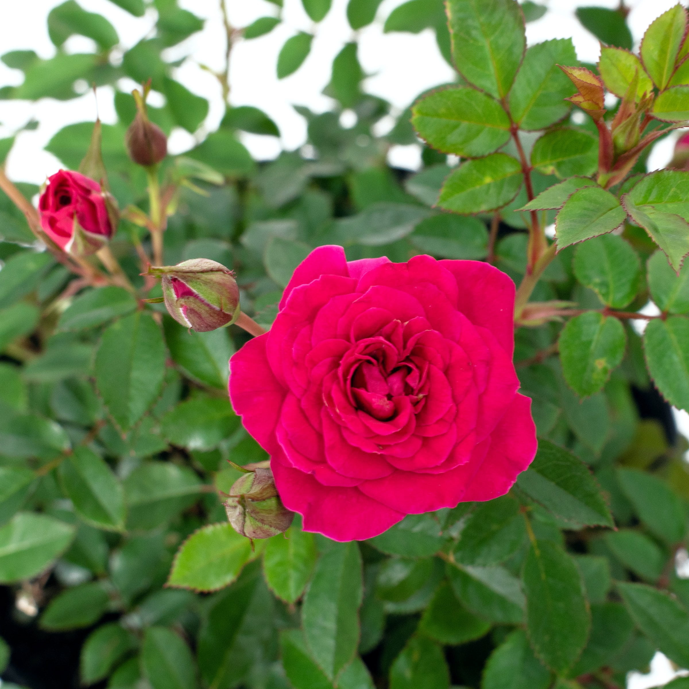 National Plant Network 2 Gallon Live Rose Dragon Fruit Sunblaze with Magenta Flowers