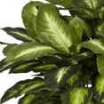 thumbnail image 5 of Nearly Natural 24in. Golden Dieffenbachia Artificial Plant, 5 of 8