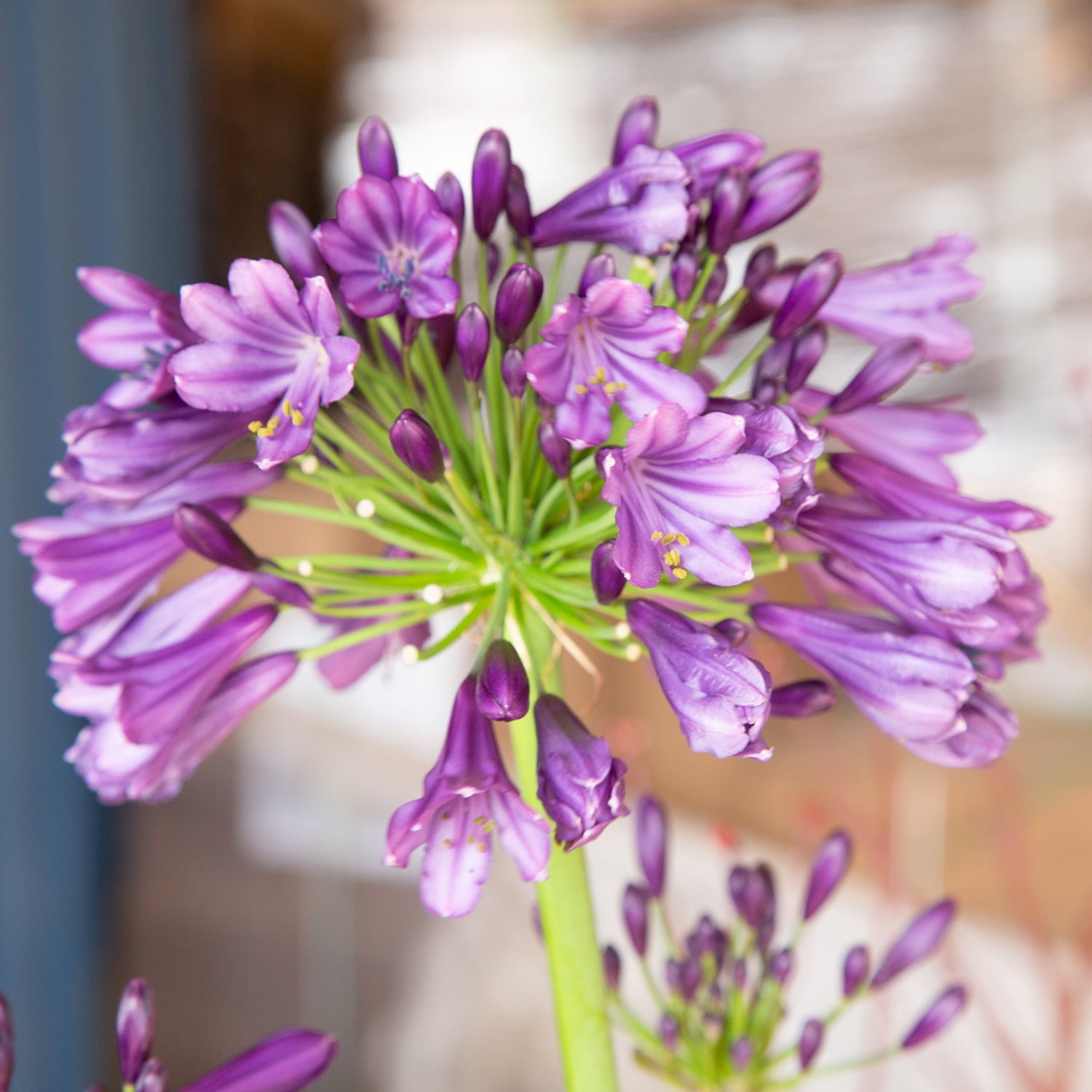 Southern Living Ever Amethyst Agapanthus 'Lily of the Nile' Live Shrub in 2.5-Quart Grower Pot