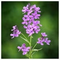 thumbnail image 4 of Everwilde Farms - 1000 Dames Rocket Garden Flower Seeds - Gold Vault Jumbo Bulk Seed Packet, 4 of 5