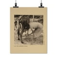 thumbnail image 2 of Print: Allie Mae Burroughs Milking, 1935, 2 of 4