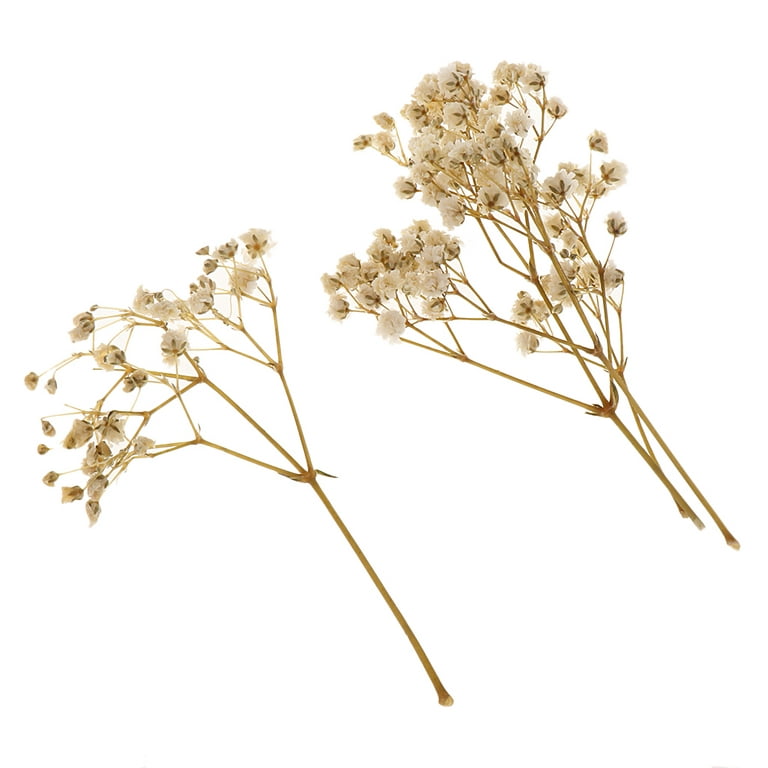 Real Millions of Stars Pressed Dried Flowers DIY Decorations White