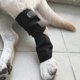 thumbnail image 4 of Protector de patas antilamidos para perros, funda de compresión para corvejones de osito de peluche, funda protectora para patas de perro, YVAN, M, 4 of 5