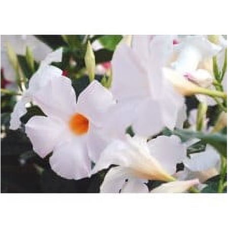 1Qt Mandevilla White