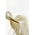 thumbnail image 2 of Jaynes Gallery 13x18 Black Ornate Wood Framed with Double Matting Museum Art Print Titled - Florida-Anastasia Island-Alligator Farm Great egret preening his breeding plumage, 2 of 4