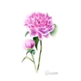 thumbnail image 3 of Shefranov, Olga 20x24 Black Modern Framed Museum Art Print Titled - Pink Flowers IV, 3 of 5