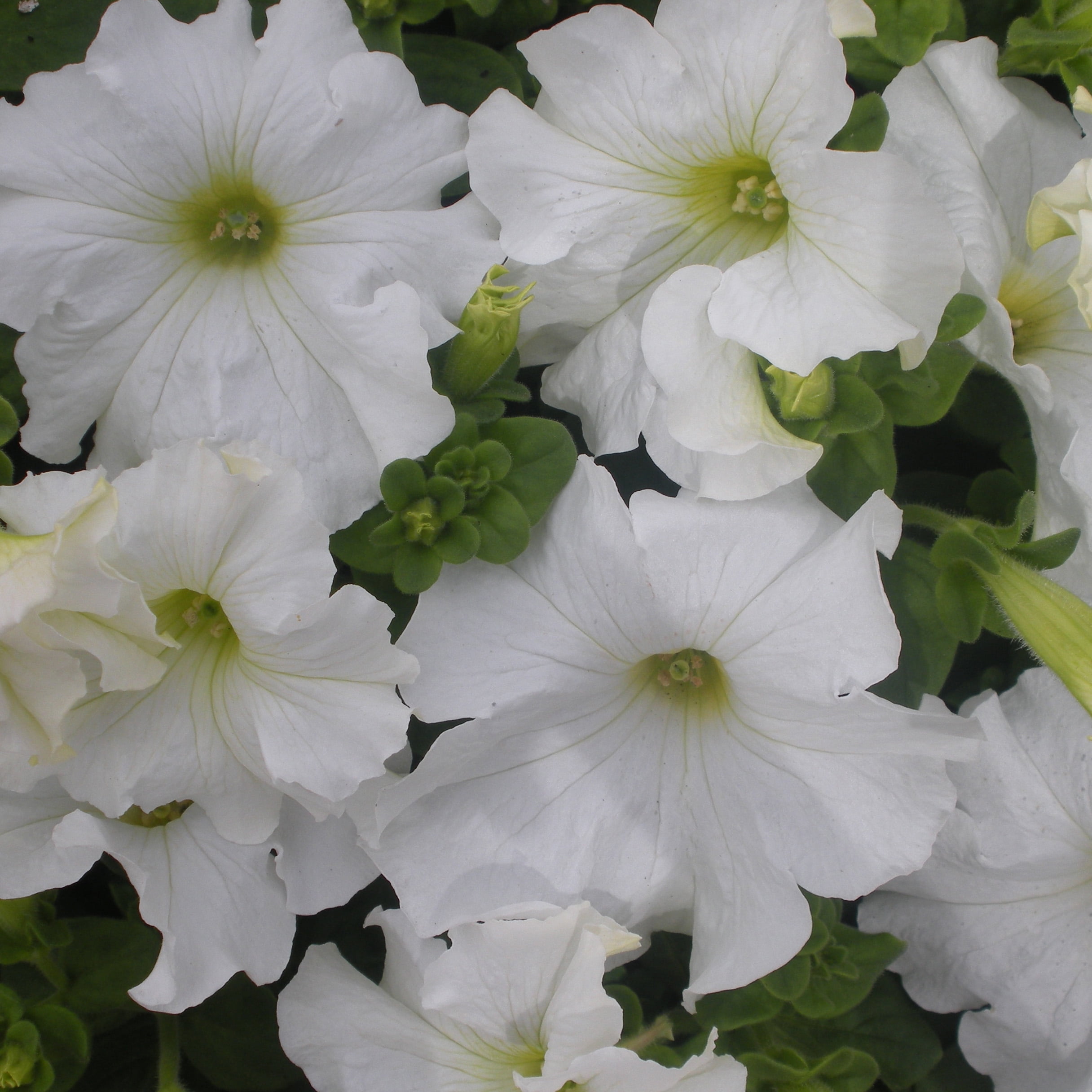 Expert Gardener 4-pack White Petunia Annual Flowers Outdoor Live Plants