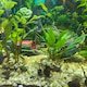 thumbnail image 4 of Decoraciones para acuarios, KkvoGmle, Resina, Multicolor, 4 of 4