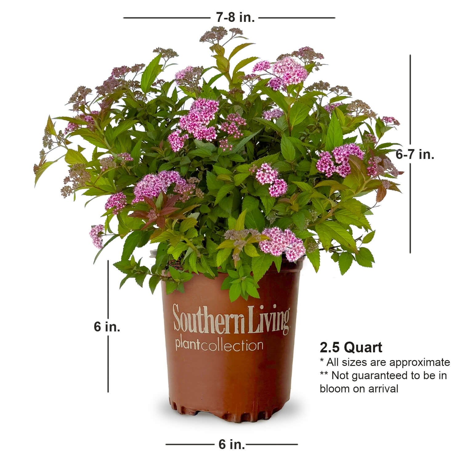 Southern Living Little Bonnie Dwarf Spiraea Live Shrub in 2.5-Quart Grower Pot