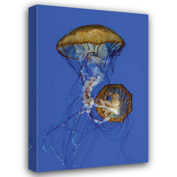 Erin Berzel 13x18 Gallery Wrapped Canvas Wall Art Titled - Jellyfish II