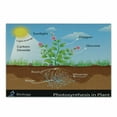 thumbnail image 1 of Science Cutting Board, Photosynthesis in Plant Diagram Biology Botany Agriculture Environment Foliage, Decorative Tempered Glass Cutting and Serving Board, Small Size, Multicolor, by Ambesonne, 1 of 1