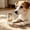 B, variant on VAIFTILNO Pet Memorial Gift, Heart Shape Glass Jar, Heavenly Pendant Urn for Dog & Cat Hair, Ashes Keepsake (B)