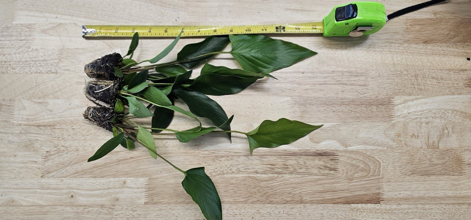 Showpiece Plant Duo Large Amazon Sword & Anubias - Our Choice (1 Pack - 2 Plants)