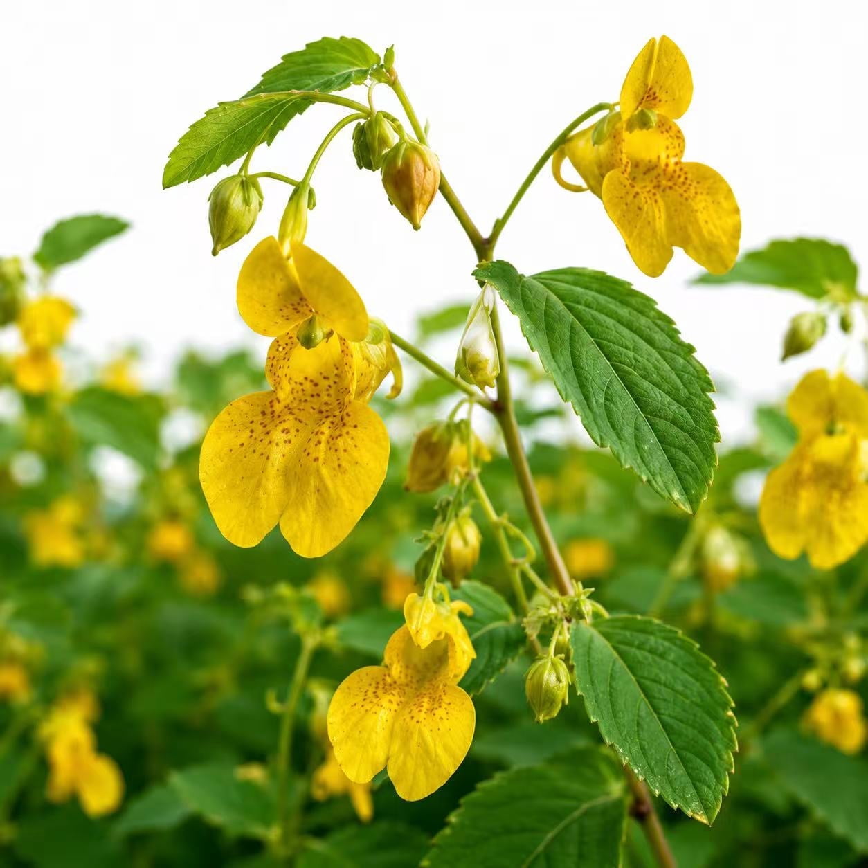 Yellow Jewelweed Seeds for Planting, 10+ Impatiens pallida Heirloom Non-GMO Wildflower Seeds, Native Touch-Me-Not Flower for Shade Gardens, Woodland, Rain Gardens & Pollinator Habitats