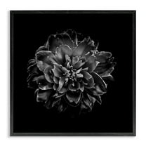 Stupell Industries Dark Carnation on Black Plants & Flowers Photography Black Framed Art Print Wall Art, 24 x 24