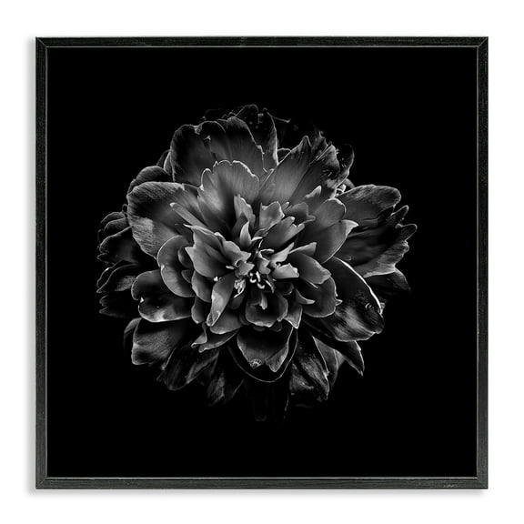 Stupell Industries Dark Carnation on Black Plants & Flowers Photography Black Framed Art Print Wall Art, 12 x 12
