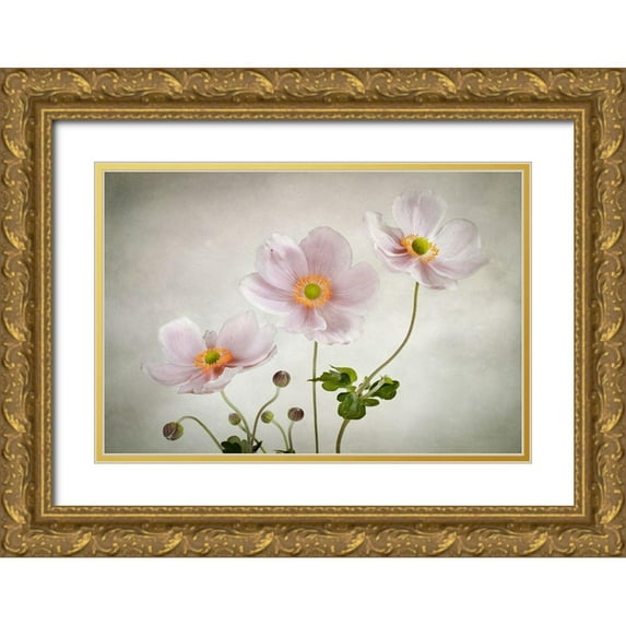 Disher, Mandy 14x11 Gold Ornate Wood Framed with Double Matting Museum Art Print Titled - Anemones