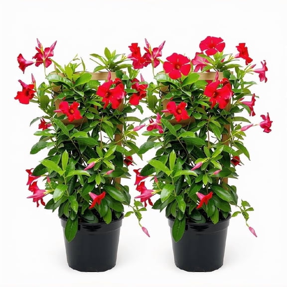 Red Mandevilla 'Fury' Starter Plants, Set of 2, Compact Vining Flower, Full Sun, USDA Zones 9-11, Ships Bare Root, No Pot