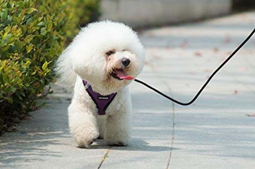 voyager step in dog harness