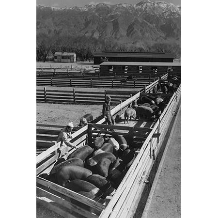 Hogs in pens being tended by a group of men barn and mountains in the distance  Ansel Easton Adams was an American photographer best known for his black-and-white photographs of the American West 