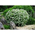 thumbnail image 2 of Gardenia Dwarf Radicans  1 Large Gallon Size Plants  Fragrant Blooming Shrub  Gardenia Jasminoides Cape Jasmine, 2 of 9