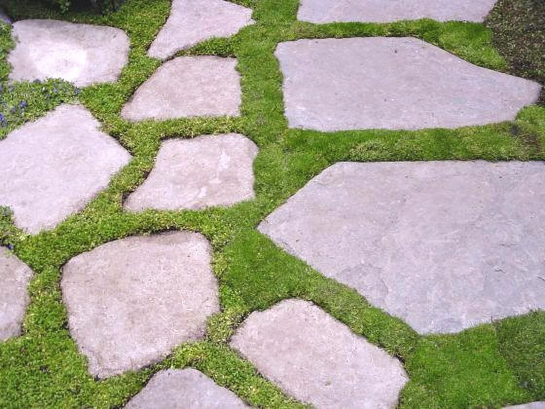 Expert Gardener 1 Pint Sagina subulata 'Irish Moss' Perennial Groundcover Live Plants