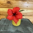 thumbnail image 3 of Hibiscus Red Hot Variegated, 4" Plant, The Plant Farm, 3 of 3
