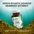 thumbnail image 6 of Natural Nutra Sea Kelp Iodine Supplement for Thyroid Support and Immune System- 100 Tablets, 6 of 7