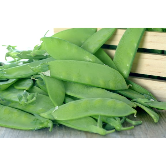 50 Seeds Oregon SUGAR POD II Pea Pisum Sativum Macrocarpon Vegetable Seeds