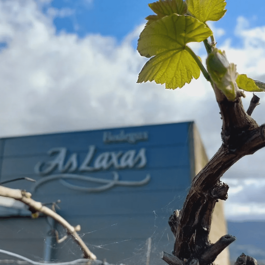 Bodegas As Laxas Albariño White Wine, 750 ml Glass Bottle, 12.5% ABV