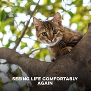 BestLife4Pets Cat Eye & Vision Support - Daily Wellness Supplement for Cats & Kittens