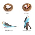 thumbnail image 4 of 4 Pcs Budgerigar Growth Cycle Toy PVC Budgie Figurine Educational Animal Life Cycle Toy for Children, 4 of 4